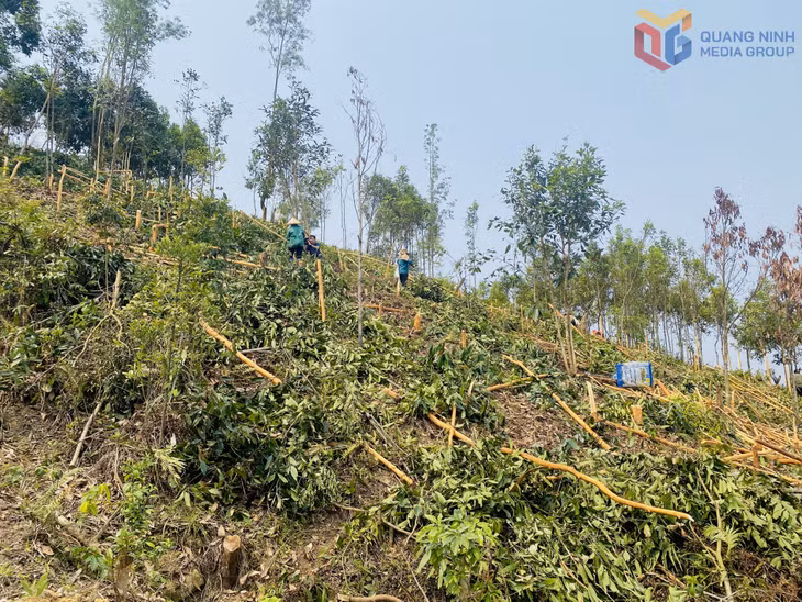 Tỉnh Quảng Ninh hiện có 7.600ha trồng quế.