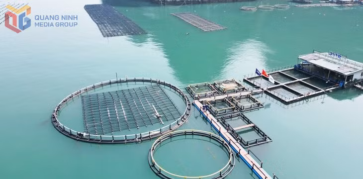 Hệ thống lồng HDPE kết hợp nuôi cá, hàu và rong sụn trong mô hình nuôi biển bền vững của STP Group tại đặc khu Vân Đồn.