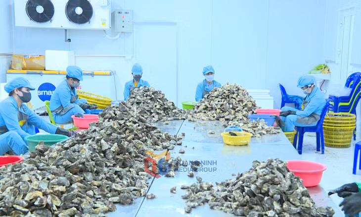 Hợp tác xã chế biến hàu Thiên Phúc, xã Hạ Long, huyện Vân Đồn chuẩn bị nguồn hàng xuất khẩu.