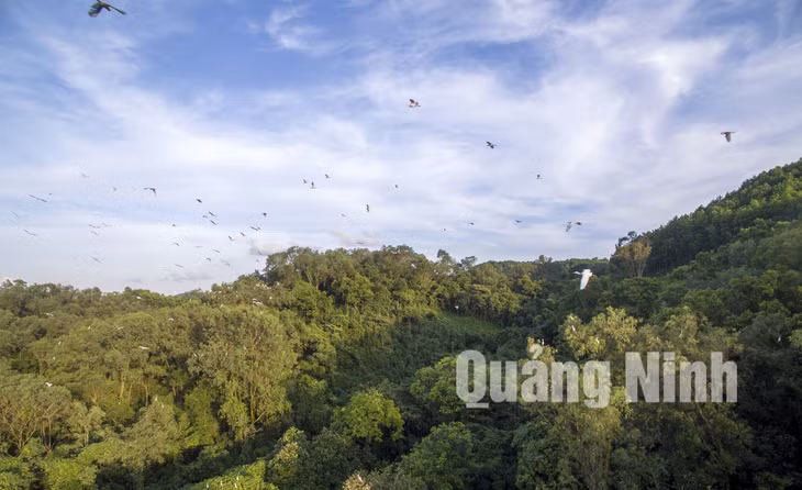 Rừng cò núi Hứa thuộc huyện Đầm Hà (12-2019). Ảnh: Khánh Giang