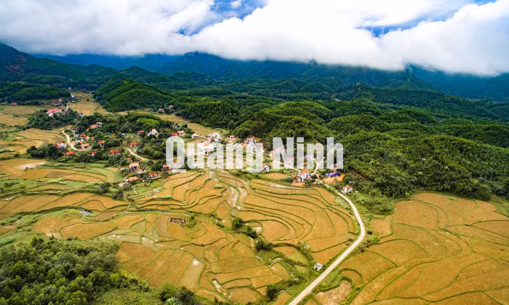 Ba Chẽ vào mùa lúa chín, sắc vàng của lúa hòa với màu xanh của rừng tạo nên bức tranh tuyệt đẹp (12-2015). Ảnh: Đỗ Giang