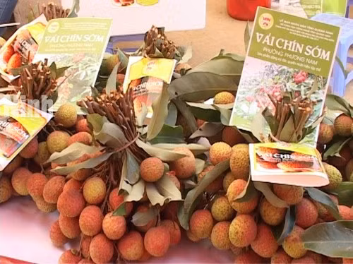 Vải chín sớm Phương Nam