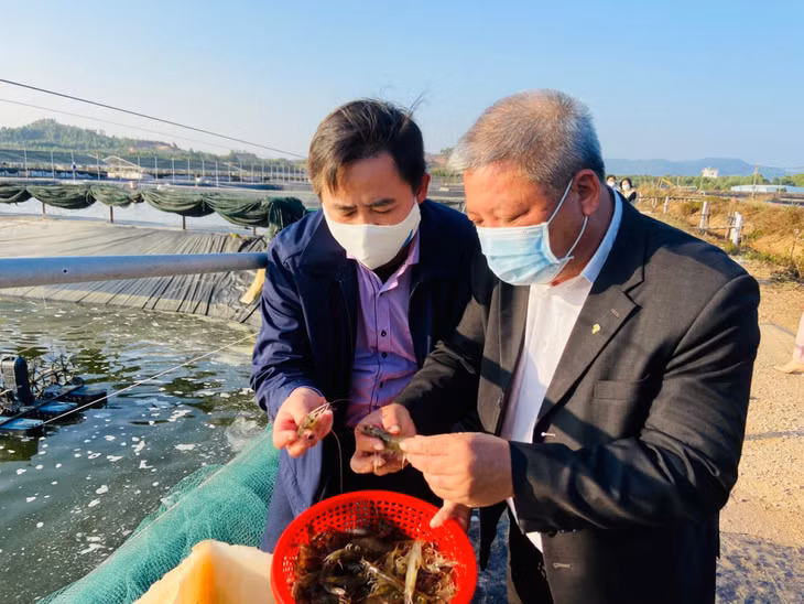 Lãnh đạo Chi cục Thủy sản (Sở NN&amp;PTNT) kiểm tra chất lượng tôm thương phẩm của Công ty CP Thủy sản Tân An (TX Quảng Yên). Ảnh Chi cục Thủy sản cung cấp