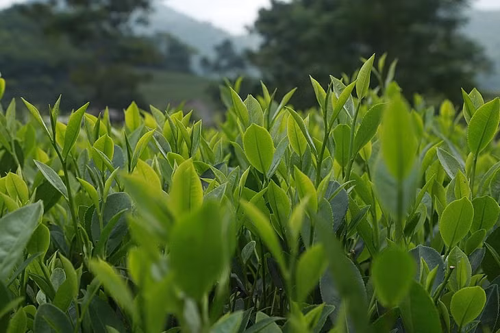 Việt Nam đang là thị trường xuất khẩu chè lớn thứ 8 thế giới, nhưng tỷ trọng nhập khẩu chè từ các thị trường chính trên toàn cầu từ Việt Nam vẫn còn rất thấp.