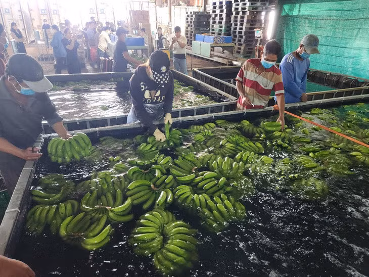 Rau quả Việt Nam được người Hàn Quốc ngày càng ưa chuộng, đặc biệt là chuối - Ảnh: Q.M.
