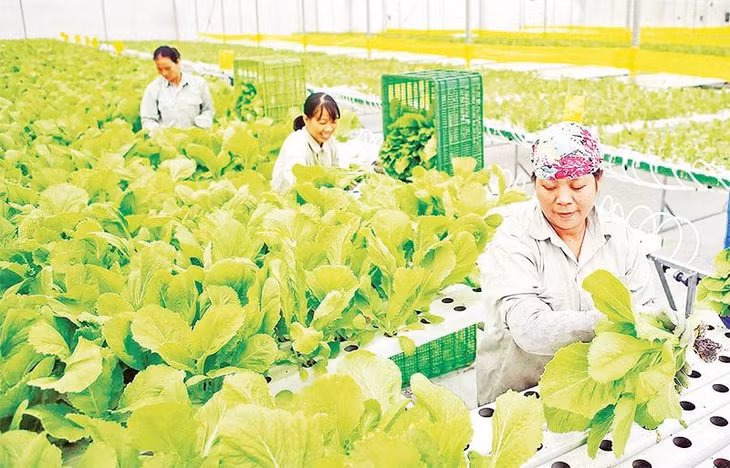 Thu hoạch rau sạch tại nông trường VinEco (thị trấn Tam Đảo, tỉnh Vĩnh Phúc). (Ảnh THANH HÀ)