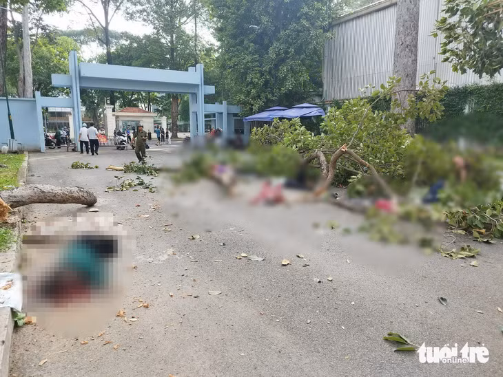 Hiện trường vụ nhánh cây gãy trúng người đi tập thể dục ở Công viên Tao Đàn - Ảnh: CTV