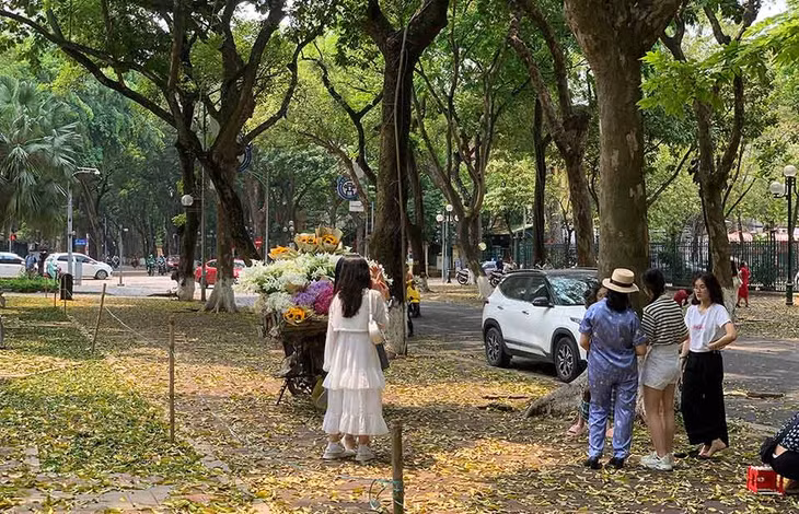 Đi ven Hồ Tây, đường Phan Đình Phùng... vào những ngày tháng 8, du khách sẽ gặp những xe hoa với những loài hoa đặc trưng của mùa thu Hà Nội. Trong ảnh là một đoạn phố Phan Đình Phùng (Ba Đình, Hà Nội) phủ kín lá vàng rơi, nhiều du khách thích thú khi chụp ảnh. Ảnh: Thanh Trà