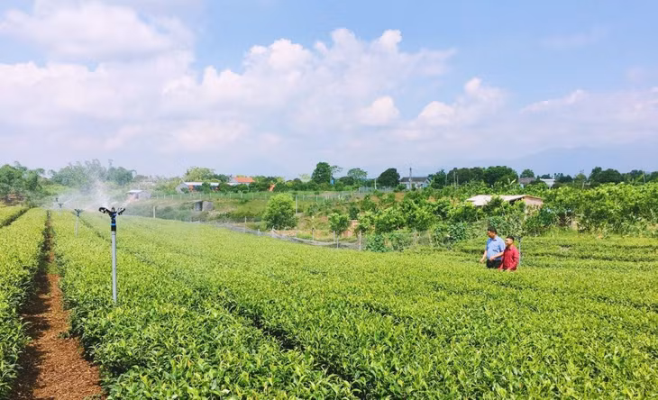 Mô hình trồng chè sử dụng thiết bị tưới tự động nông dân xã Quảng Thành (huyện Hải Hà).