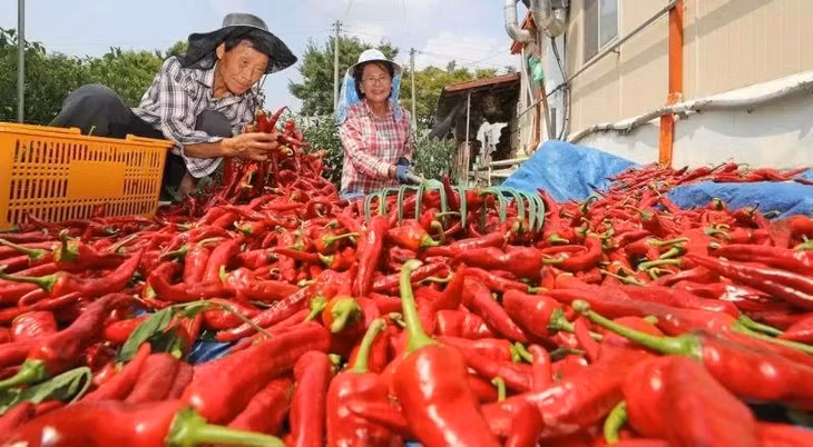 Ớt của Việt Nam được xuất khẩu sang nhiều thị trường. Ảnh minh họa