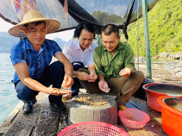 Nhiều hộ dân nuôi nhuyễn thể ở Vân Đồn có con giống ương nuôi đạt cấp 2 đã có hiện tượng bị chết.