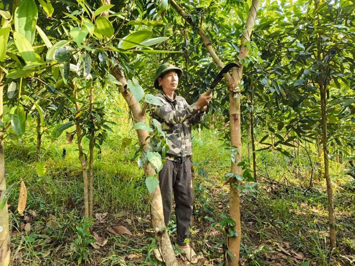 Ông Nịnh Văn Năm (thôn Khe Lọng Ngoài, xã Thanh Sơn) chăm sóc cây quế.