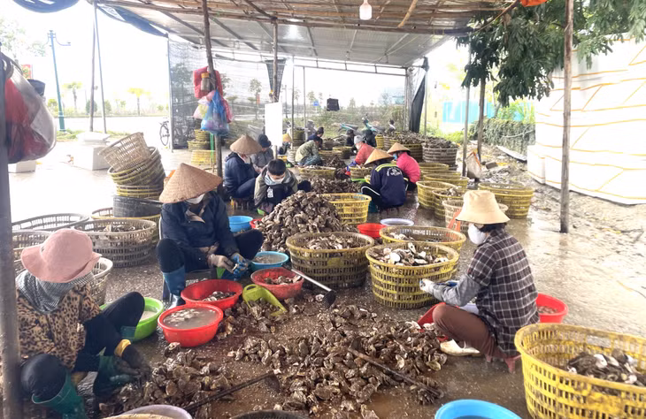 Nhiều cơ sở chế biến hàu nằm trong khu dân cư, tiềm ẩn nguy cơ gây ô nhiễm môi trường.
