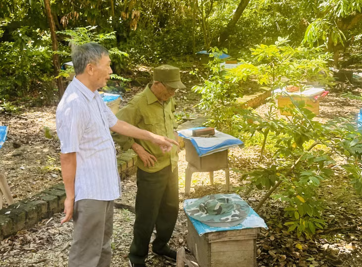 Vườn ong nuôi lấy mật của ông Nguyễn Văn Cử (khu Bùi Xá, phường Tân An, TX Quảng Yên) cho thu nhập ổn định.