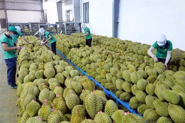 Mặt hàng sầu riêng đang là “quán quân” xuất khẩu trong nhóm ngành rau quả.