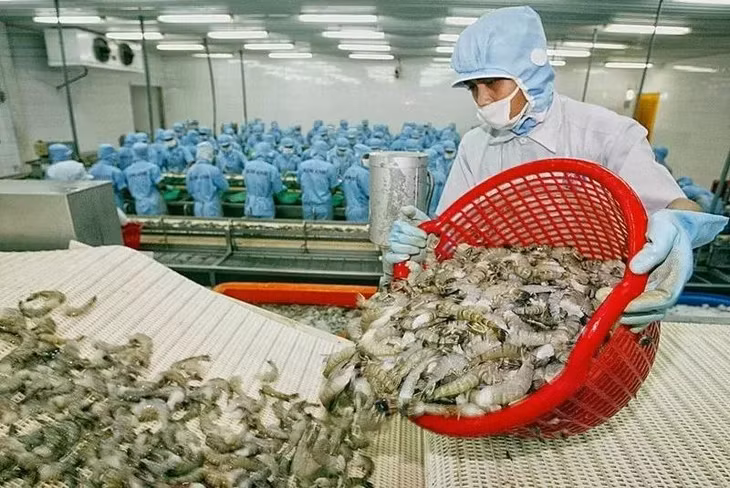 Xuất khẩu tôm của Việt Nam sang thị trường EU tăng trưởng tốt (Ảnh: TTXVN)
