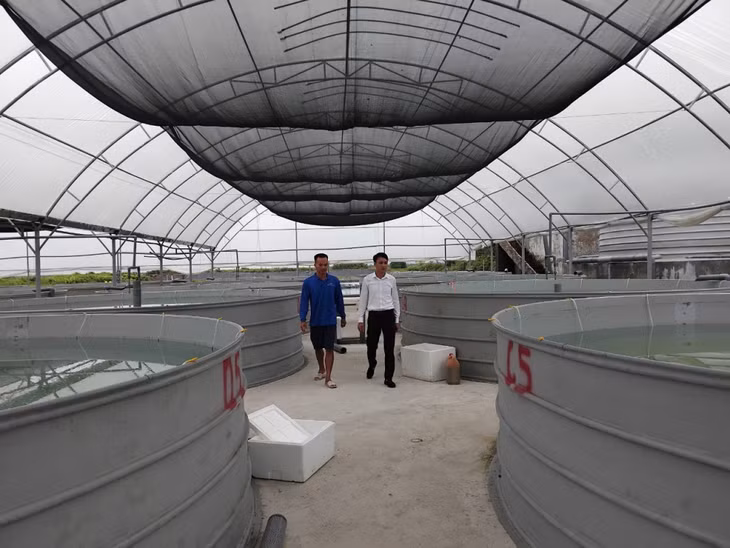 Với hàng chục bể cá giống như thế này hứa hẹn sẽ đem về cho anh Phạm Văn Trường một nguồn thu không nhỏ.