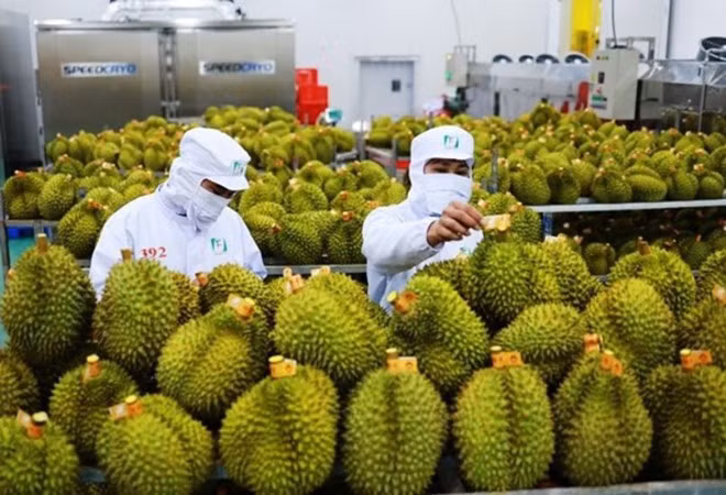 Với sự tăng trưởng của nhiều mặt hàng, dự báo XK những tháng cuối của năm 2024 sẽ rất lạc quan. Ảnh: Chánh Thu