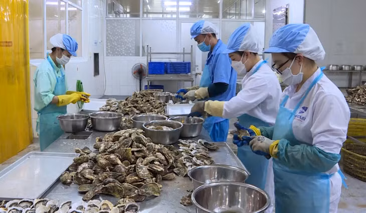 Chế biến hàu tại Công ty TNHH Sản xuất và Thương mại thuỷ sản Vân Đồn.