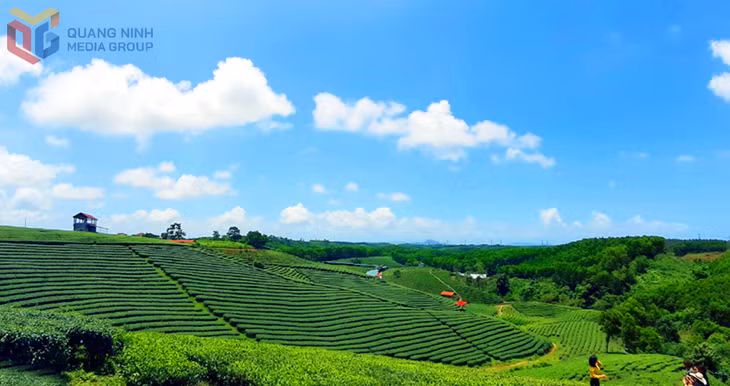 Vẻ đẹp cảnh quan, truyền thống lâu đời của vùng chè Quảng Long là yếu tố thu hút du khách tới tham quan, trải nghiệm.