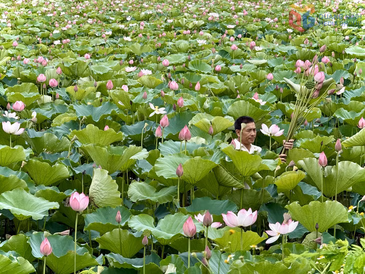 Ông Đàm Văn Vẻ, khu Bình Lục Thượng trồng sen lấy hạt cho hiệu quả kinh tế cao.