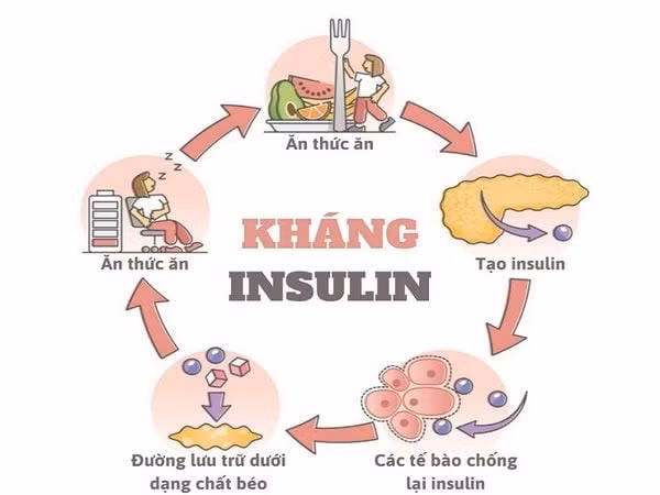 Đề kháng insulin là cơ chế trung tâm của hội chứng chuyển hóa và nhiều bệnh mạn tính không lây.