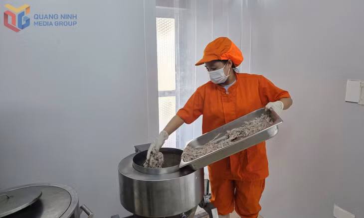 Sá sùng tươi được đưa vào công đoạn xay nghiền trước khi thủy phân bằng enzyme.
