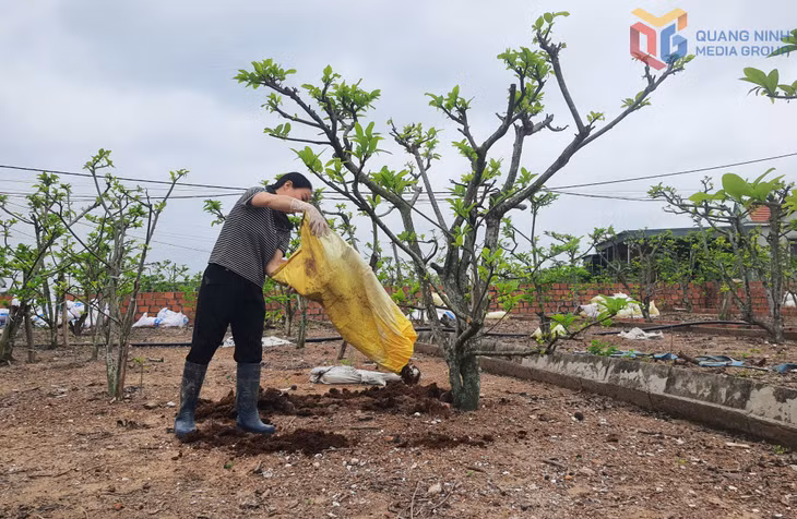 Người dân phường Quảng Yên sử dụng phân hữu cơ để bón dưỡng cho cây na. Ảnh: Việt Hoa