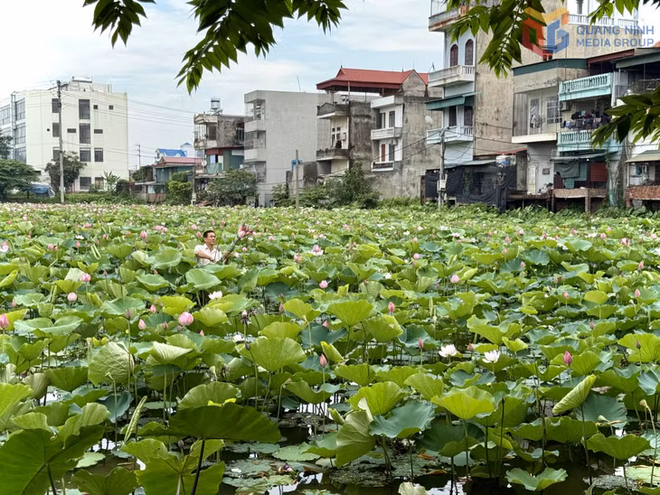 Tháng 5/2026, Hội Nông dân phường Đông Triều đã thành lập Chi hội “Trồng hoa sen” để các hộ liên kết, hỗ trợ nhau phát triển kinh tế.