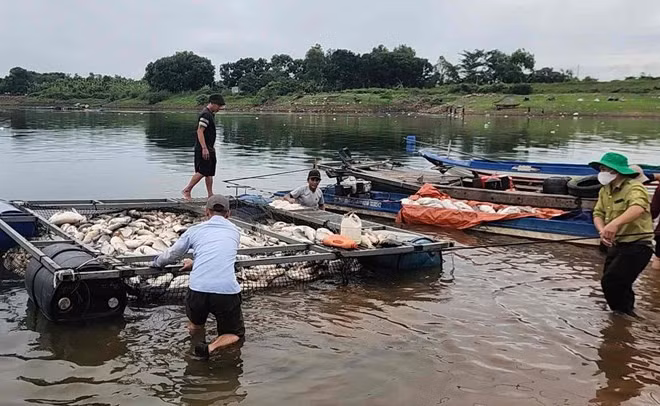 Lực lượng chức năng phường Trị An, thành phố Đồng Nai hỗ trợ người dân vớt cá chết đưa vào bờ, điều tra nguyên nhân. Ảnh: HAC