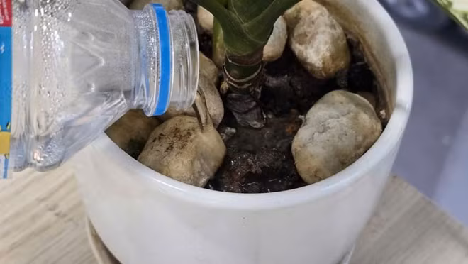 Tưới cây không đúng cách là một trong những sai lầm khiến cây dễ bị héo úa, khó phát triển. Ảnh: Tuấn Đạt