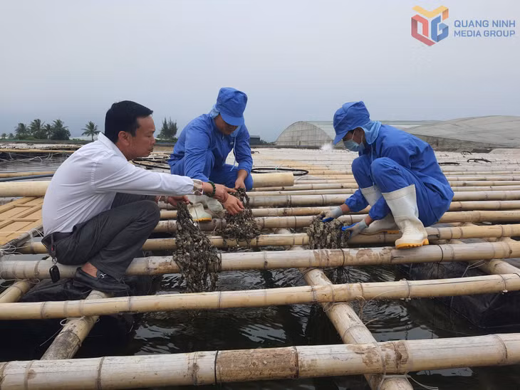 Người dân Móng cái 1 nuôi hầu cửa sông.