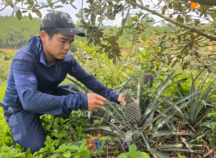 Anh Đỗ Xuân Lịch ở thôn Lục Phủ (xã Hải Sơn) kiểm tra cây dứa phát triển.