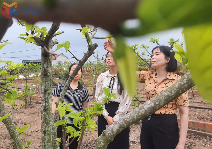 Người dân phường Quảng Yên cải tạo cây na bở.