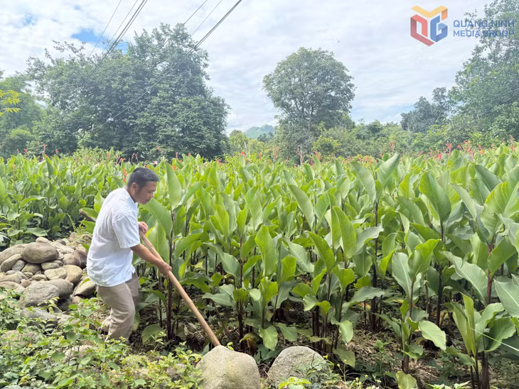 Mô hình trồng dong riềng của gia đình anh Vi Văn Hỷ, thôn Bản Ngày, xã Bình Liêu.