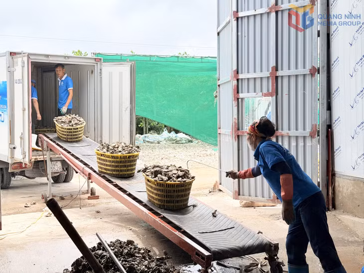 Con hàu đại dương được thu mua đưa về chế biến tại Công ty CP Thủy sản Tất Thành, phường Liên Hòa.