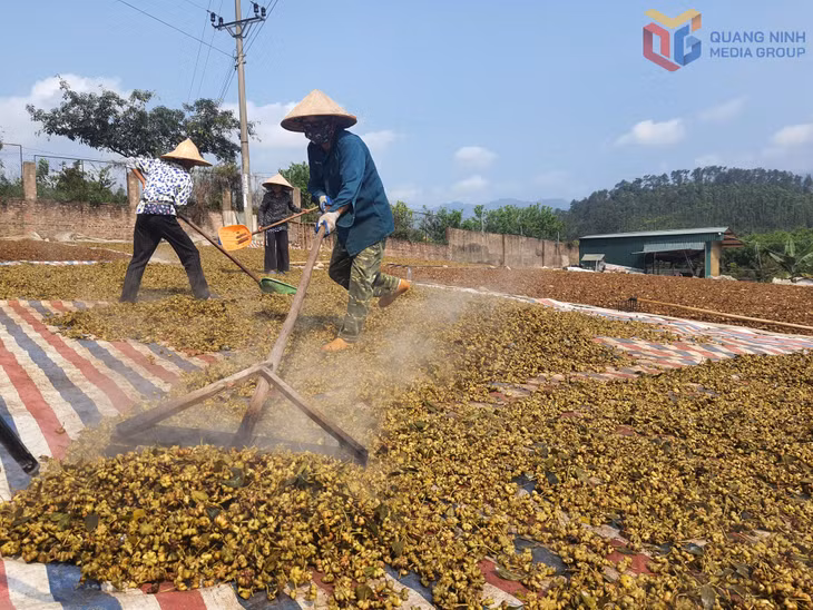 Người dân Hoành Mô vào mùa thu hoạch hoa hồi chiêm.