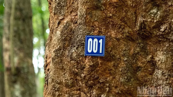 Các cây cao-su ở vườn được đánh số thứ tự để quản lý, theo dõi.