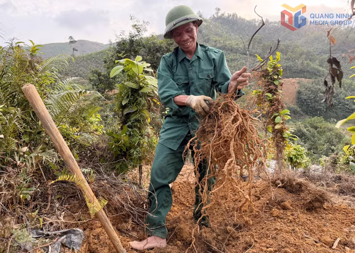 CCB Lý Văn Hếnh chăm sóc, thu hoạch cây dược liệu tại mô hình sản xuất của gia đình, một điển hình làm kinh tế giỏi của Hội CCB xã Ba Chẽ.