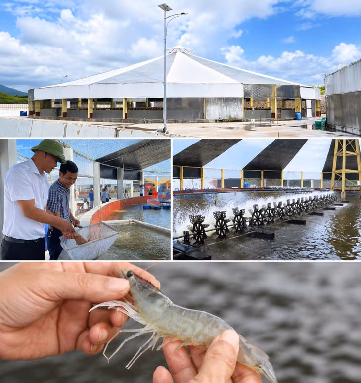 Mô hình nuôi tôm công nghệ cao tại HTX nuôi tôm công nghệ cao Cẩm Phả (xã Hải Hòa) giúp chủ động kiểm soát các yếu tố nuôi, nâng cao tỷ lệ sống và chất lượng tôm thương phẩm.