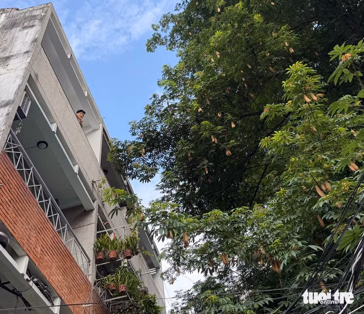 Cây xanh phía trước căn hộ của nhà nghiên cứu Nguyễn Đình Tư - Ảnh: HOÀI PHƯƠNG