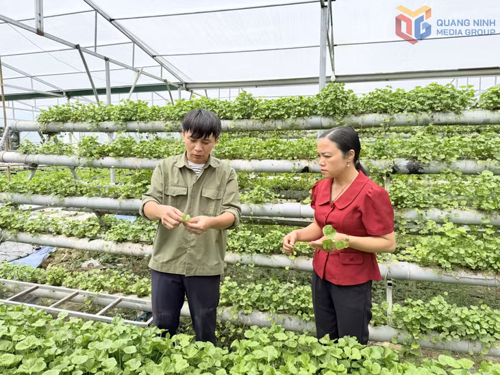 Mô hình rau má thủy canh của anh Cao Văn Hùng, khu phố Phú Linh, phường Bình Khê.