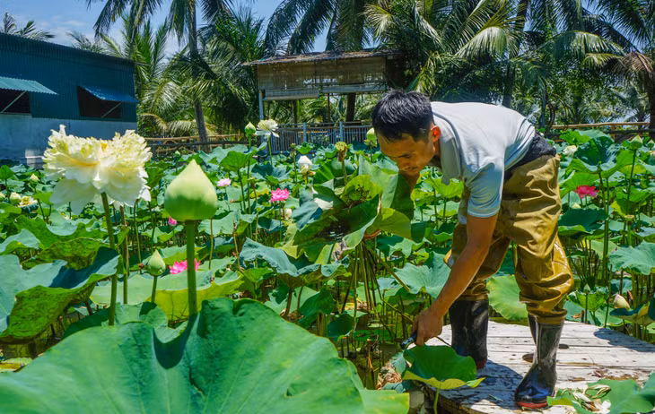 Để có những đầm sen nở đều, đẹp suốt mùa hè, người nông dân thường xuyên chăm sóc, vệ sinh mặt nước, tỉa lá, theo dõi quá trình sinh trưởng của cây sen. Sự tỉ mỉ, cần mẫn trong từng công đoạn giúp đầm sen luôn xanh tốt, tạo cảnh quan đẹp và nâng cao giá trị từ mô hình trồng sen.