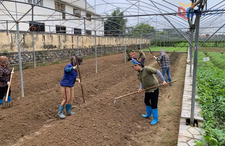 Người lao động công ty chăm sóc, làm đất chuẩn bị sản xuất các sản phẩm nông nghiệp trong khu nhà màng.