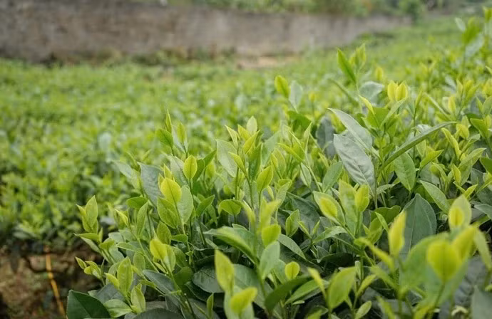 Trà là thức uống quen thuộc của nhiều người, nhưng vẫn có người không uống được trà - Ảnh minh họa
