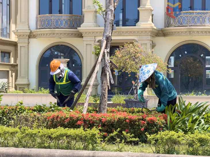 Phường Cẩm Phả chú trọng chăm sóc cây xanh, cảnh quan môi trường đô thị.