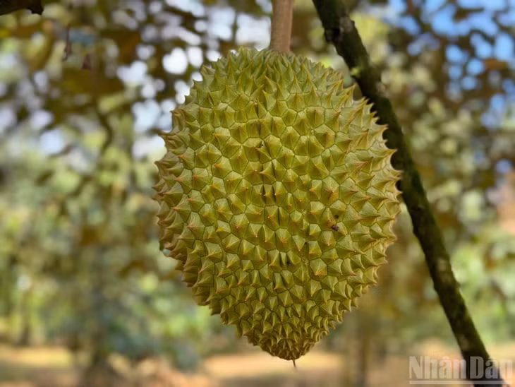 Sầu riêng chuẩn bị cho thu hoạch.
