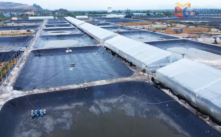 Hệ thống ao nuôi và nhà màng hiện đại tại Công ty CP Thủy sản Tân An giúp kiểm soát môi trường nuôi, nâng cao năng suất và chất lượng tôm thương phẩm.