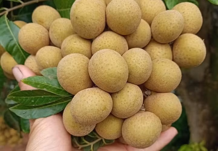 Quả nhãn có nhiều tác dụng cho sức khỏe. Ảnh: P.Thúy.