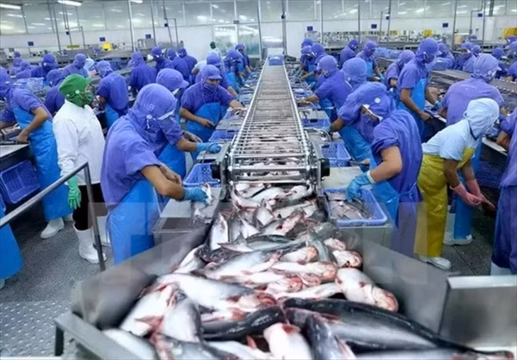 Xuất khẩu cá tra sang UAE tăng trưởng mạnh mẽ